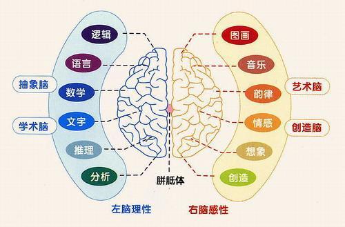 究竟左右脑哪个记忆力更强大
