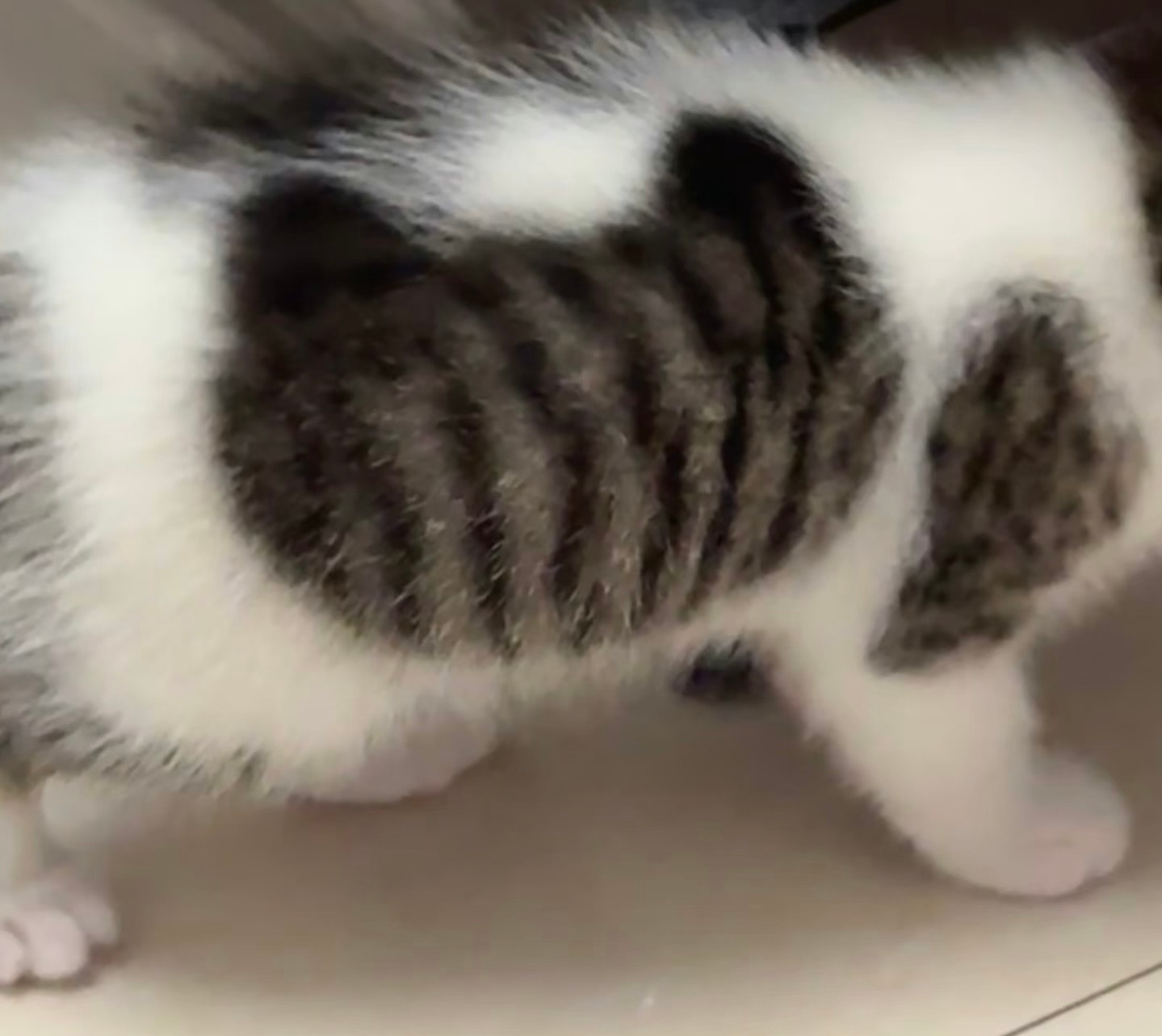 神奇的猫猫花纹，像竖中指的猫猫[捂脸哭]​​​