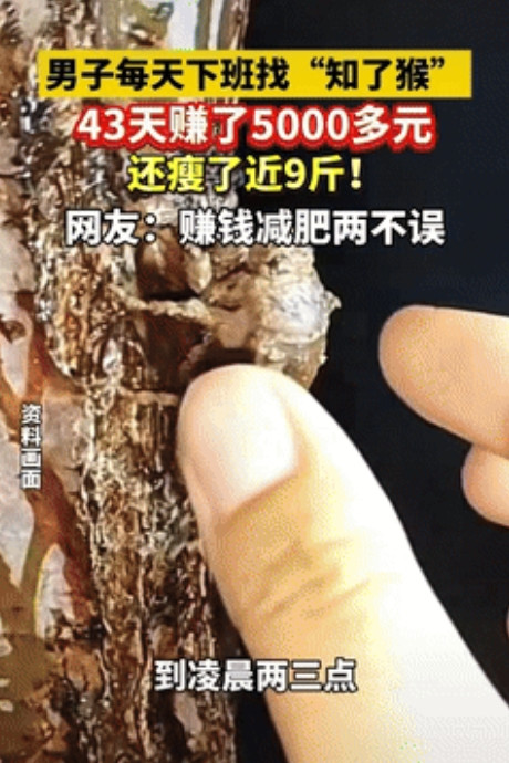 “意外的惊喜！”山东烟台，男子闲着无聊，下班坚持去捡知了猴，没想到连续捡了43天