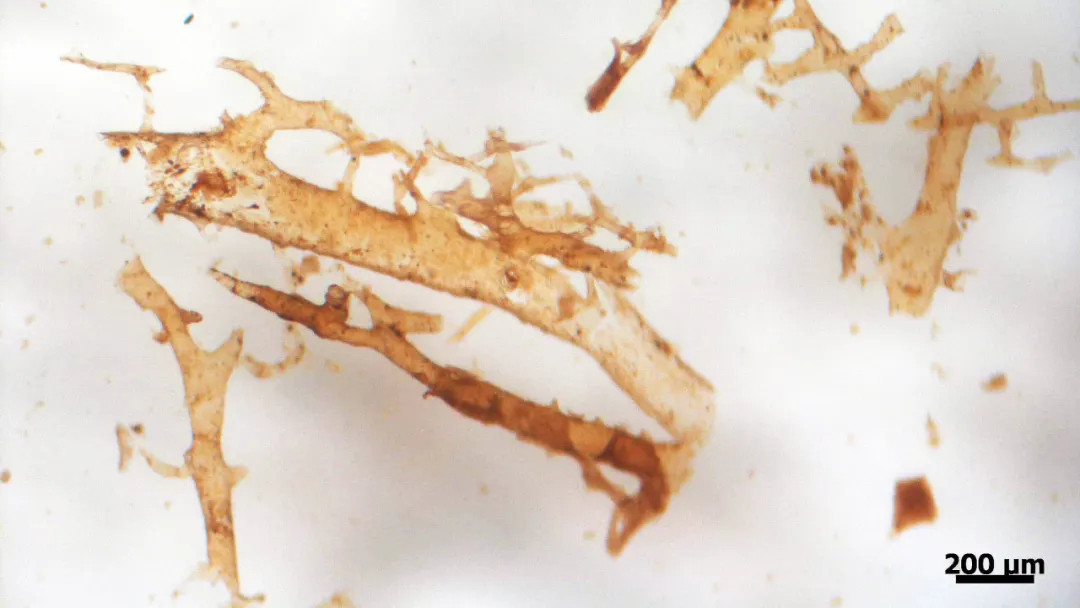 【恐龙化石里发现了血液？可以复活恐龙了吗……】就在最近，《皇家学会会报A辑》发表