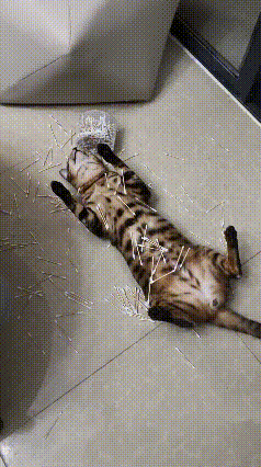 谁家小猫咪闯祸的反应这么离谱！铲屎官刚转身片刻，家里的调皮猫咪就立刻开启捣