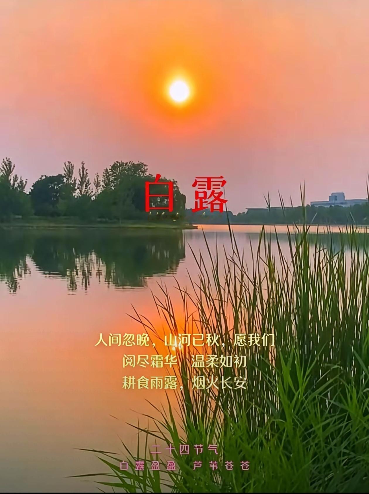 2026./9月7日，一夜清风凝白露，十里稻黄待丰收☘️🍁白露
