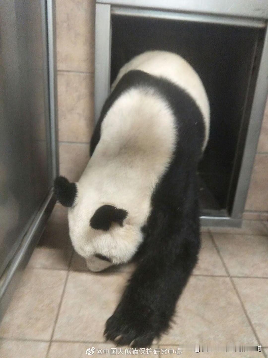 谁还没看过大熊猫福宝的爷爷，老园头儿啊！他真的白得像开了十级美白特效✨说起来