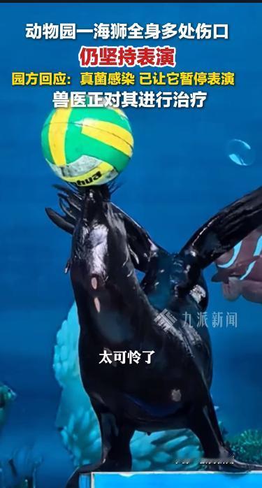福州动物园的一件事，不少网友看完现场视频后直呼心疼：一只登台表演的海狮，身上布满