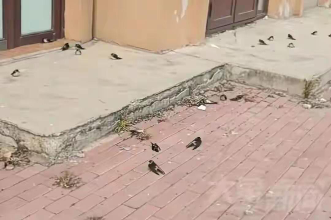 10月21日，黑龙江五常一位居民拍下的燕子滞留未南飞视频登上热搜。五常市林业和草