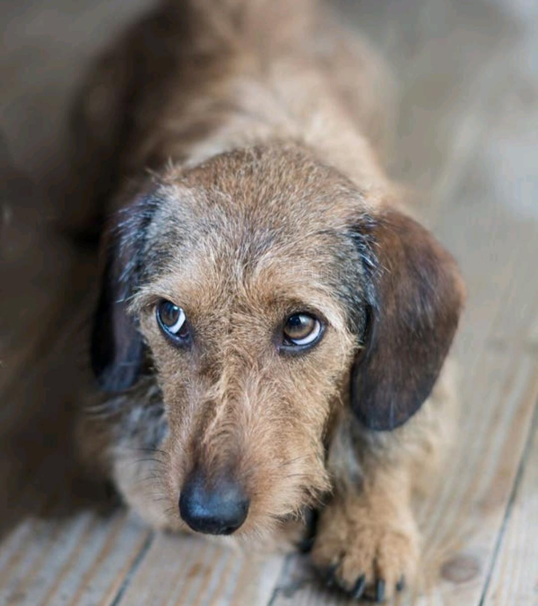 一女子自学针灸两年半，拿自家狗狗练手，不慎把狗狗练成瘫痪。狗狗在当地接受治疗半个