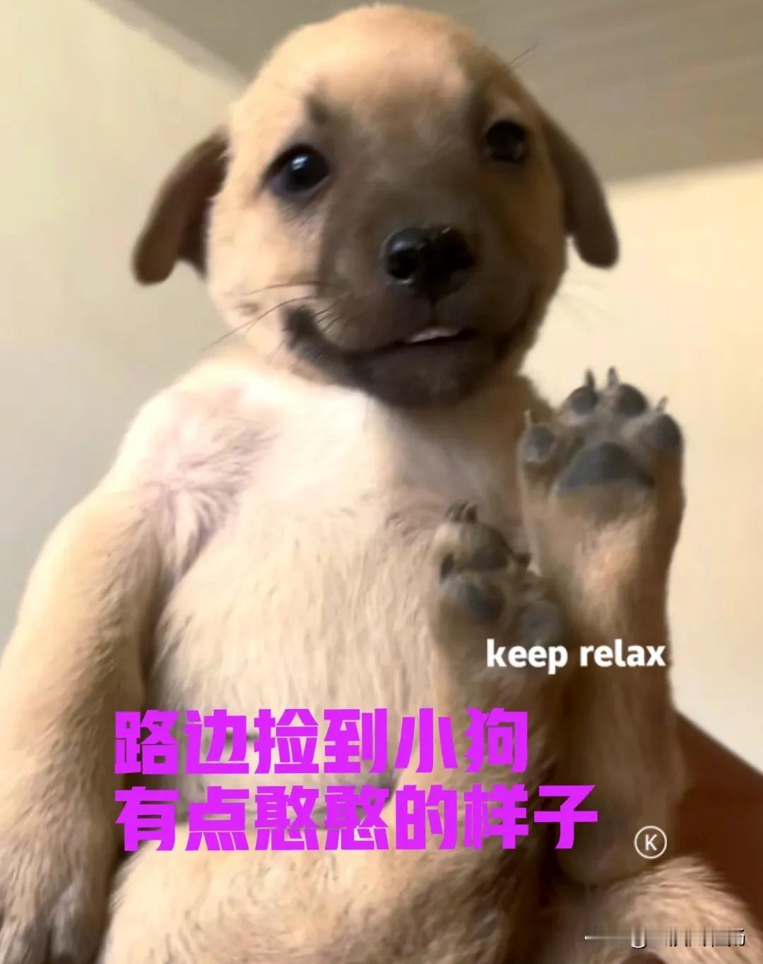 今天镇上赶集，起了个一大早，准备去给家里的狗子买点猪肺。车子刚开到半路上，发现前