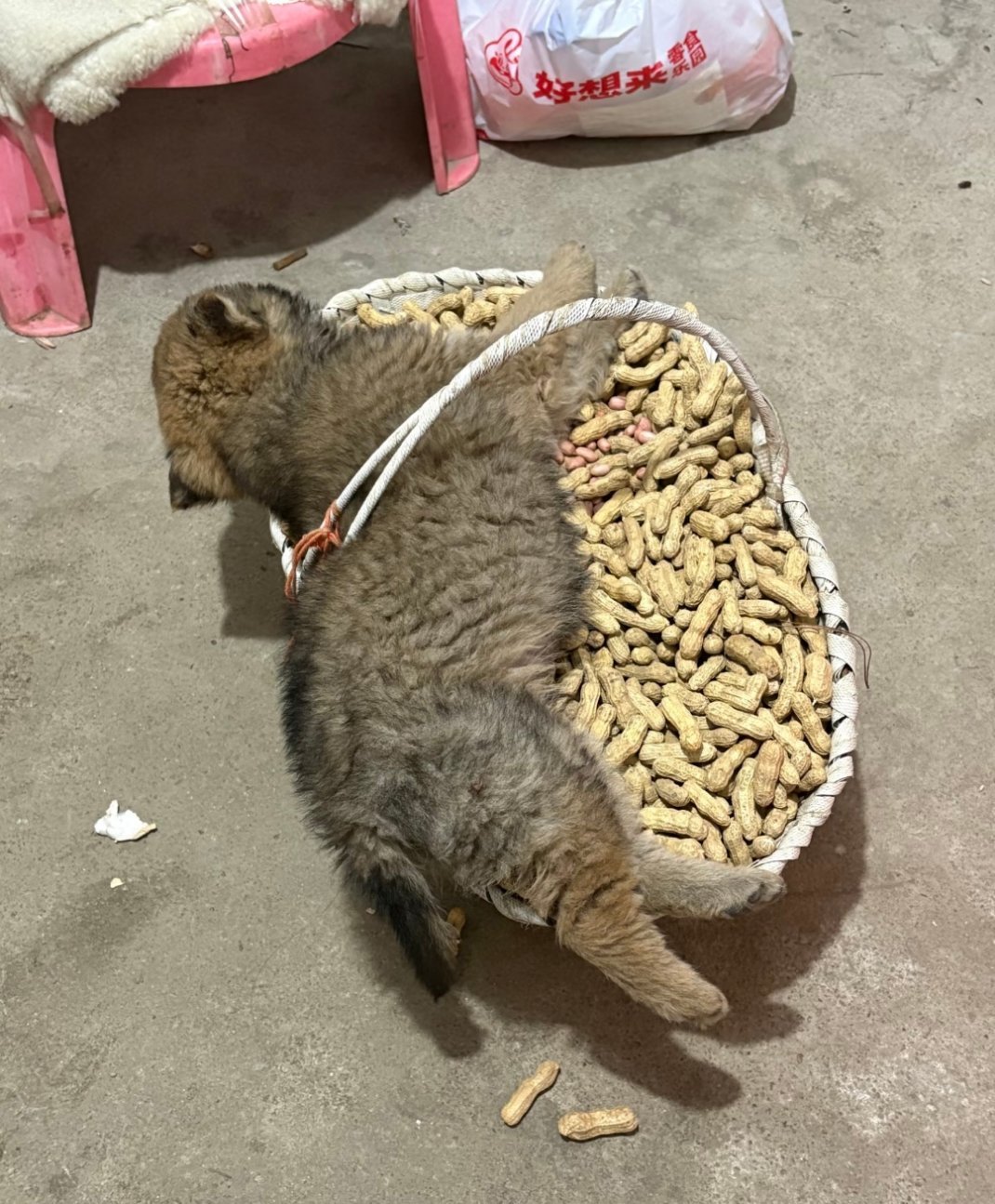 太萌了自己躺花生上睡觉💤