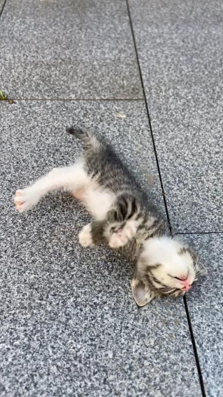 小猫咪就偷吃了人家的东西，被人给打了，我好心痛啊！