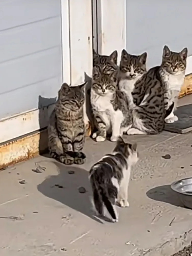 友友们，要是你家养着这么猫猫🐱，你们是高兴呢还是很烦呢？