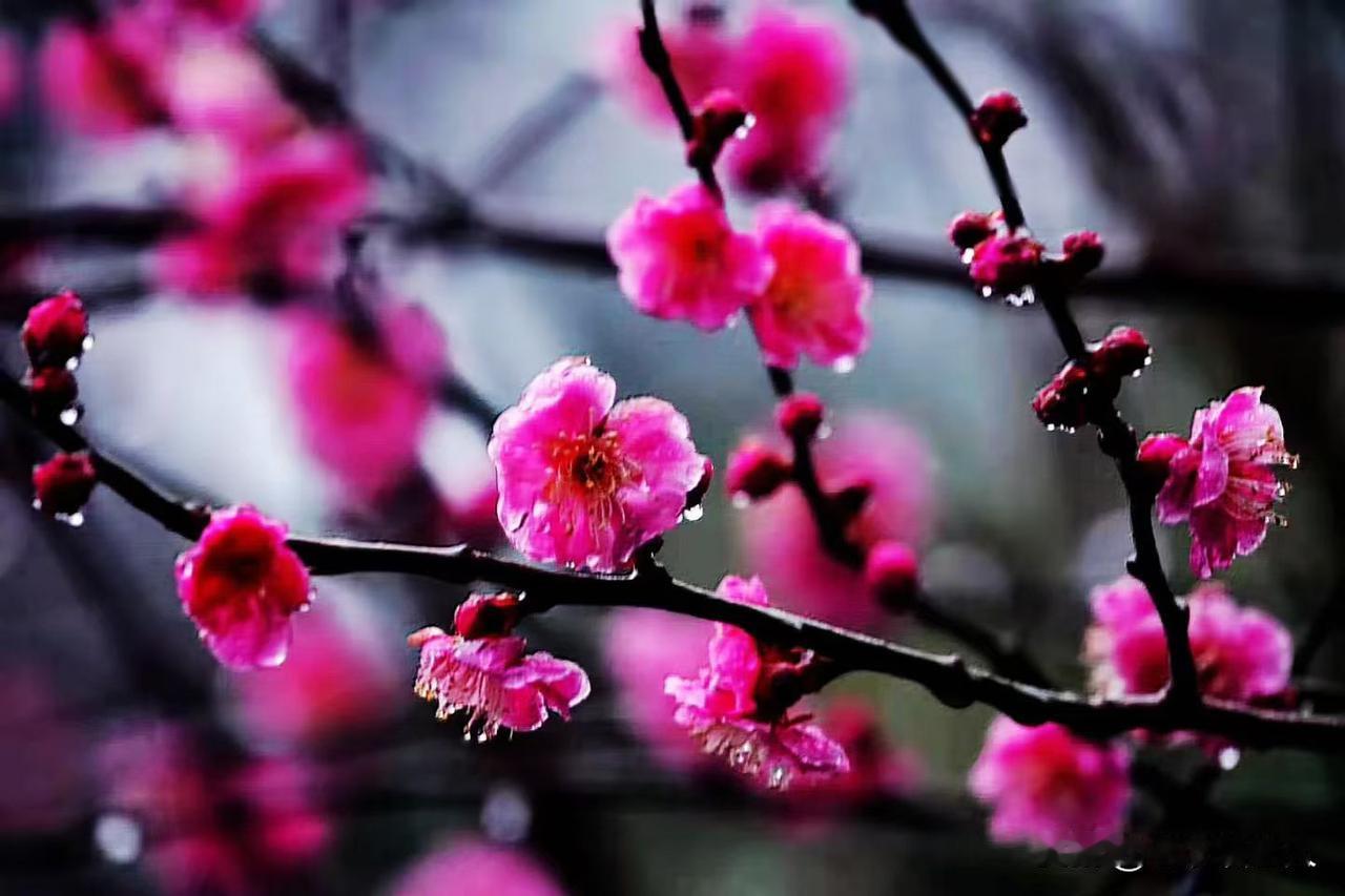 你知道朝鲜和韩国的姓氏是怎么来的吗？在古代，朝鲜和韩国都是属于同一个高丽国范畴