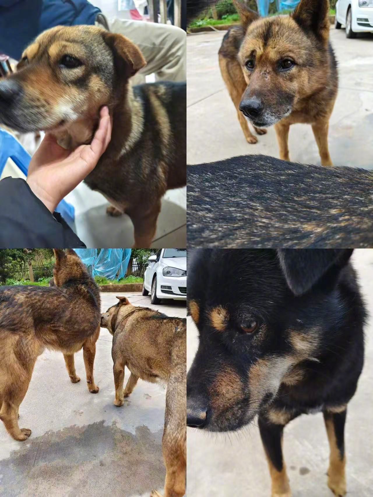 在村里摸狗记得戴手套