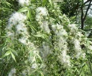 终于弄明白了为什么今年北方飞絮这么离谱，不是树突然“发疯了”，也不是城市不管了