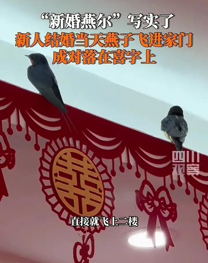 最有寓意的婚礼！5月5日，陕西西安一对新人结婚当天，新郎刚把新娘接回家，众人正沉