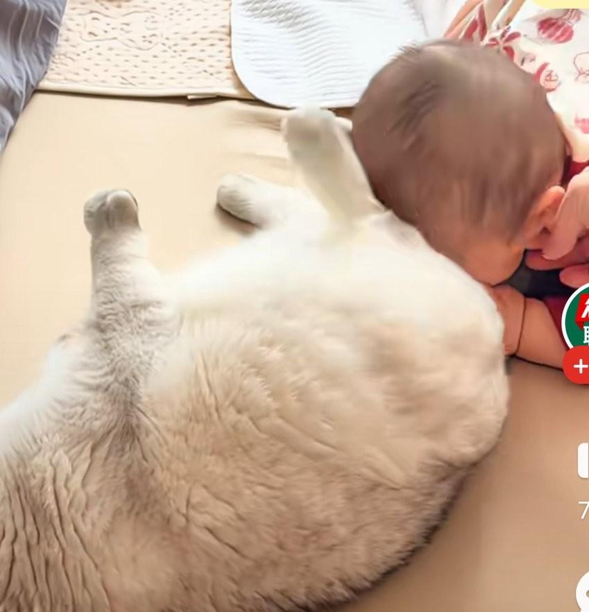 人类幼崽粘着猫咪不撒手，猫咪一脸生无可恋，内心十分崩溃，娃娃趴到猫咪的屁股上
