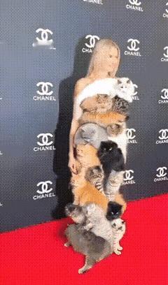 感觉这个画面有些不像是真实的，这么多猫咪，是如何固定在它身上的？这是很让人产生质