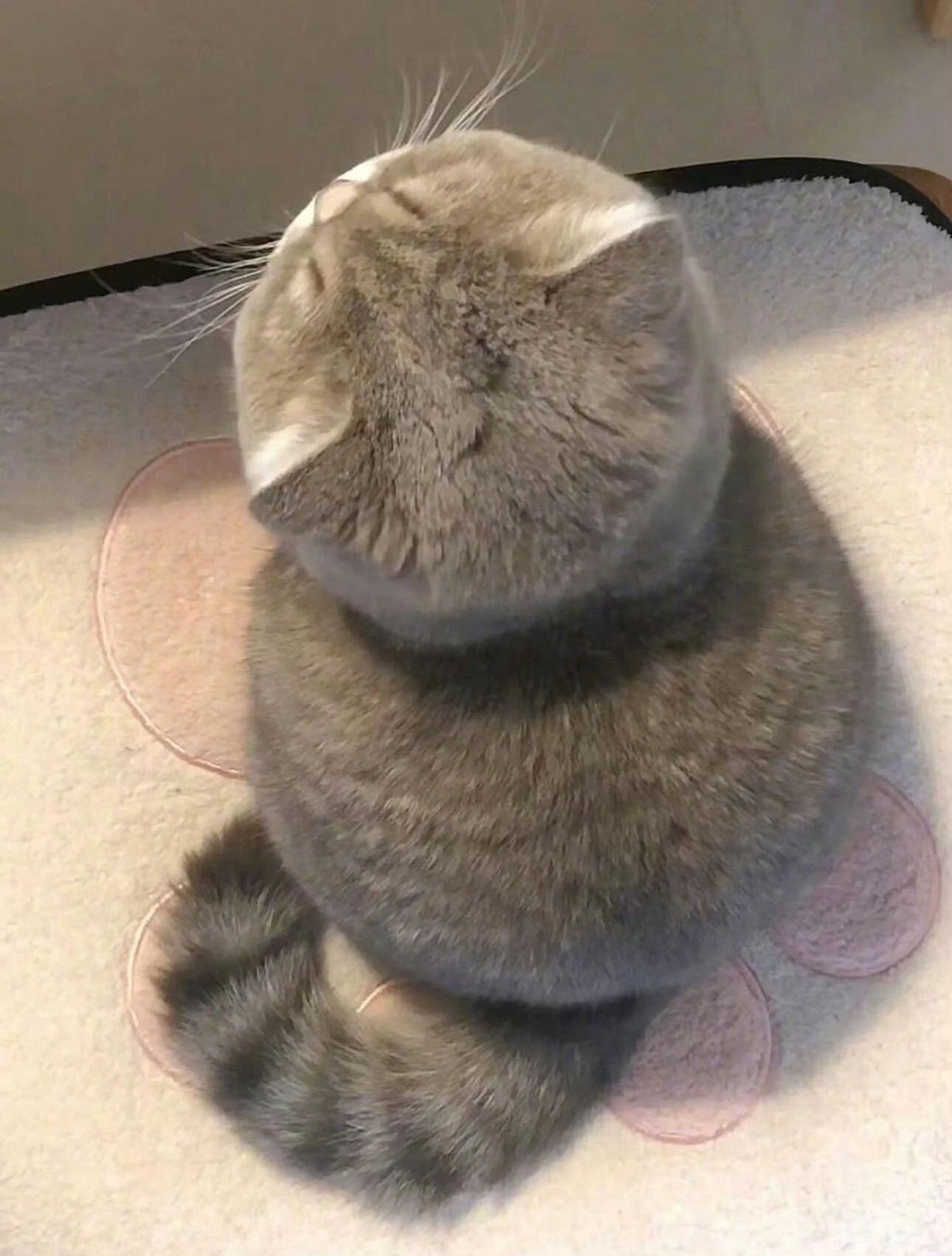 从未见过如此圆的猫咪