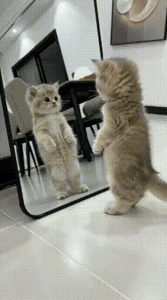小奶猫踮着脚尖扒镜子，转着圈臭美，尾巴翘上天，心里肯定在想：这是谁家的小靓仔，长
