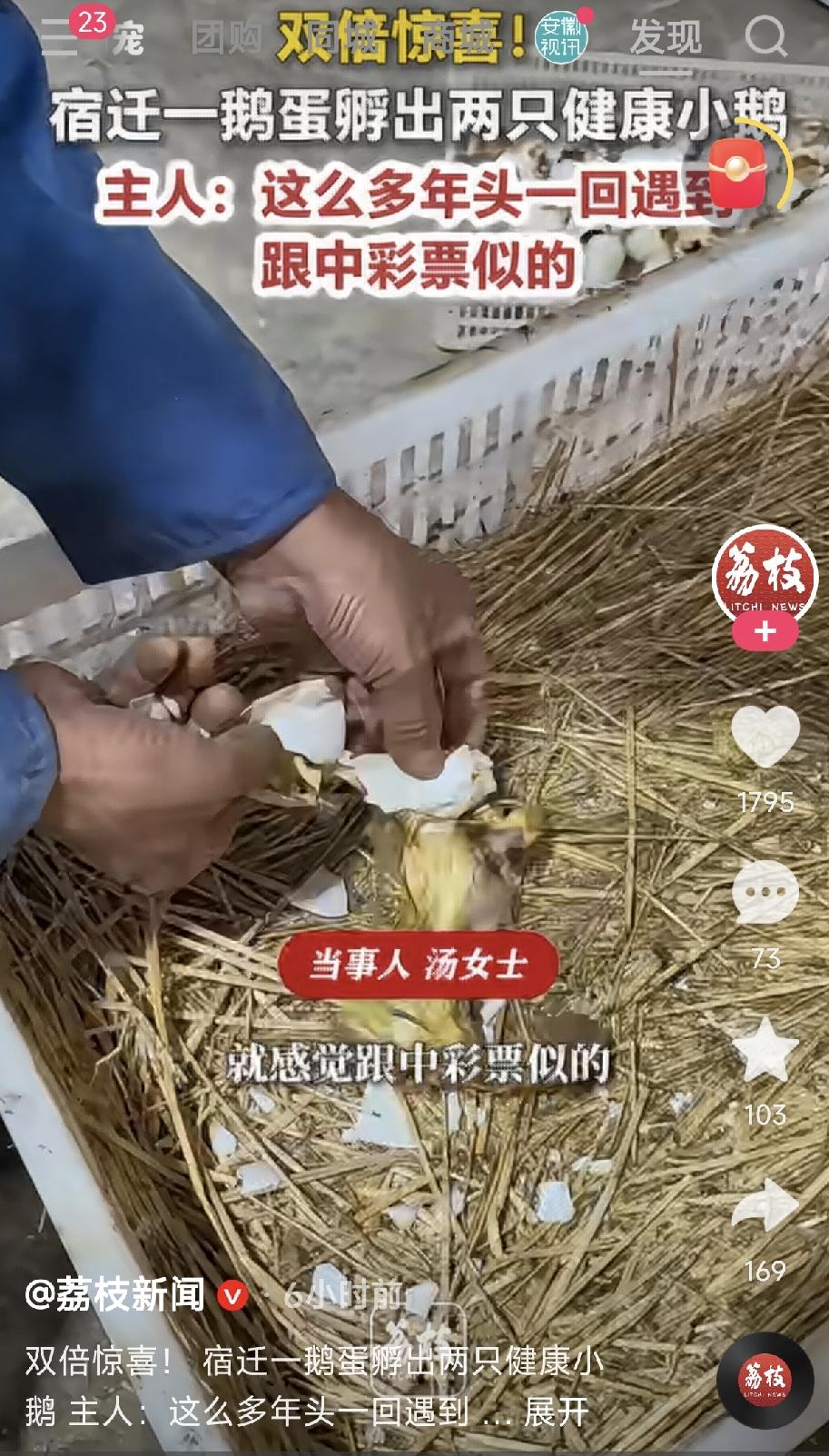 江苏宿迁，一农户家禽孵化养殖棚内，一女子捧着一枚罕见的双黄鹅蛋，这枚鹅蛋成功孕育