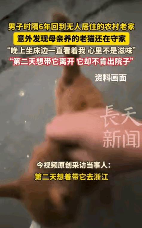 “太惊喜了！”一男子时隔6年再次回到已无人居住的农村老家，竟发现母亲多年前养的猫