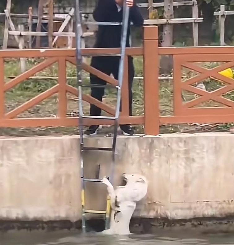 果然，生活环境好的城市人都会特别的善良上海一公园一位男子发现，桥下有一只落水狗