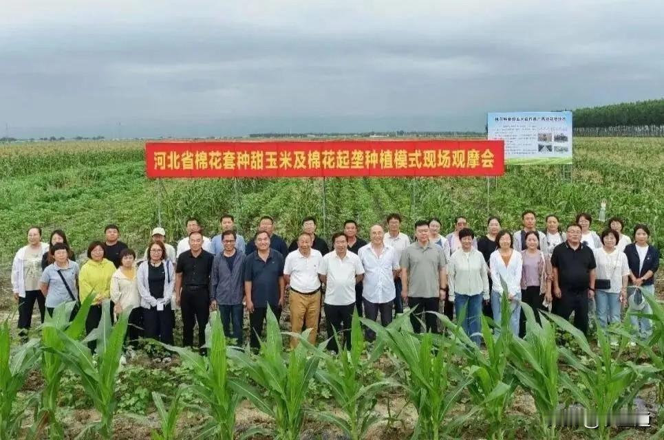 为什么棉花地里要种玉米不少人路过棉田，会发现成行棉花中间穿插着一垄垄玉米，