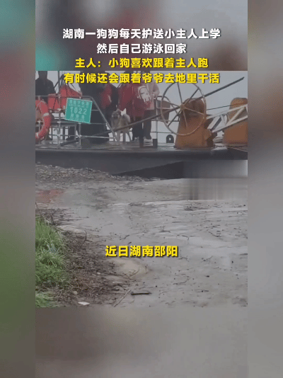 成精了！湖南邵阳这只狗狗火出圈，每天送娃上学后自己游回家，还跟着爷爷下地干活，懂