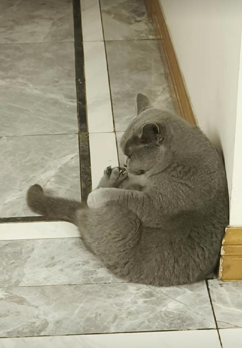 旅游返程途中，看到了一只十分可怜的小猫。初次见到之时，老婆大叫了一声，因为面前