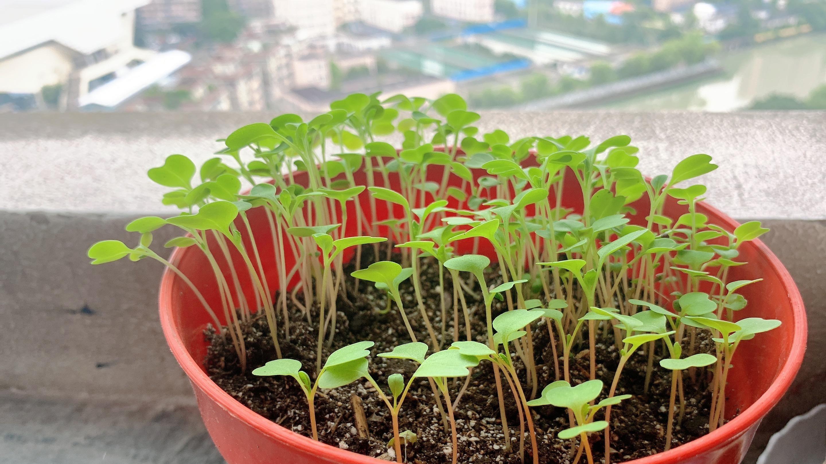 天冷就种3种菜, 让阳台变成小菜园!