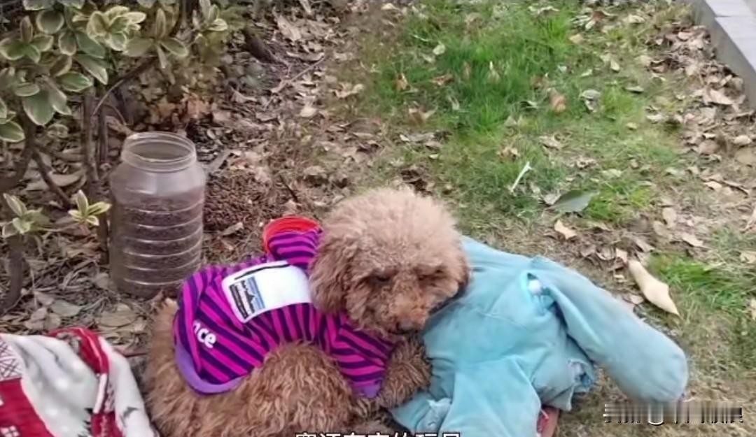 不负责任的主人将小泰迪遗弃在路边，小狗紧紧护着主人给它的玩具，谁都不让碰，它坚信