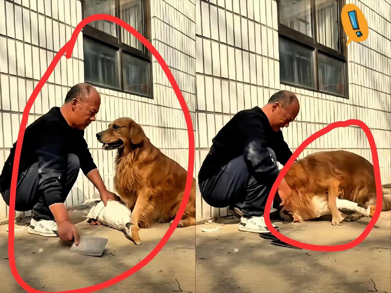 “万物皆有灵！”河南男子拎着大鹅准备宰杀改善伙食，没想到平时总跟大鹅追着玩的金毛