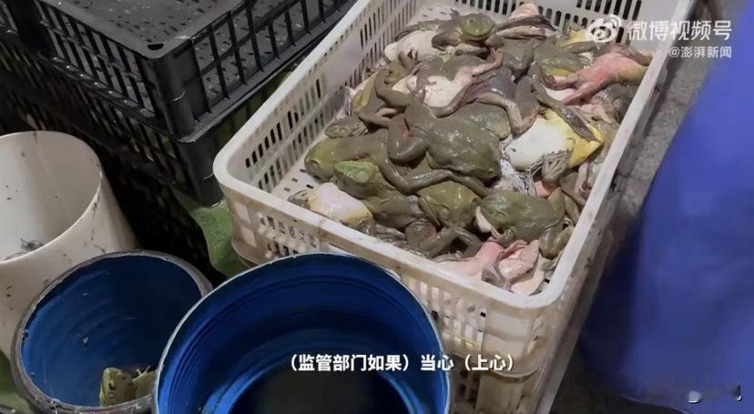 福建漳州全面核查抗生素牛蛙媒体曝光牛蛙抗生素残留乱象之后，福建漳州迅速出手，