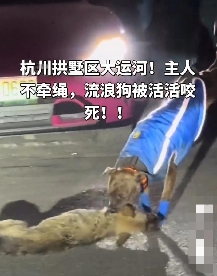 杭州。狗主人遛烈性犬不栓狗绳，把路边的流浪狗活活咬死……视频显示:狗主人并没有
