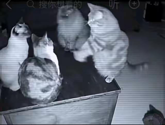 监控拍下的这幕让我后背发凉养猫的人千万别点开你家主子的真实身份可能远远超