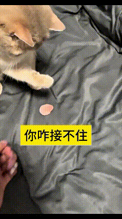 这视频我翻来覆去看了好几遍，笑的我肚子都疼！主人拿个跟小花瓣一样的小片片，往小猫