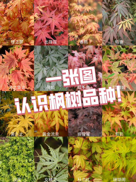 🍁超全枫树图鉴｜庭院必藏の高颜值品种