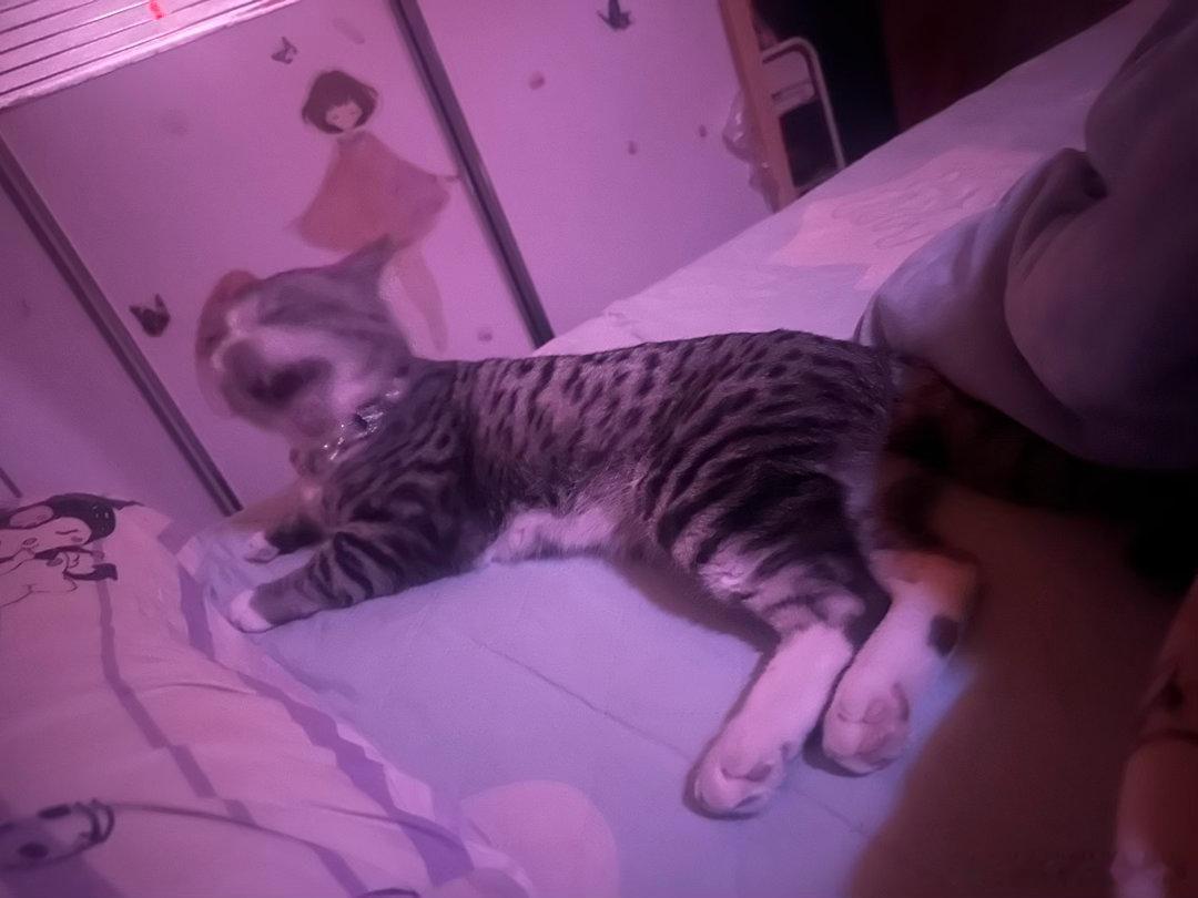 久病床前无孝咪我家咪不会，我以前生病的时候我的猫都会在旁边陪我