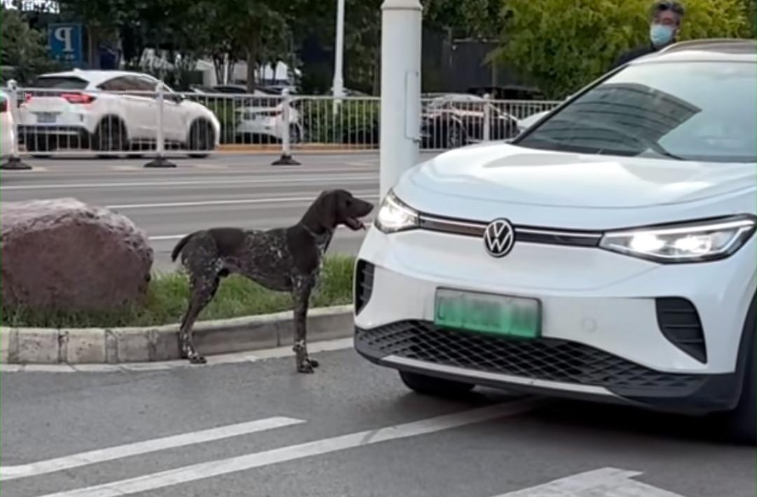 太感动了！波音达犬金宝街头疯狂拦车，只因一心苦寻主人妈妈，湖北襄阳的一位大