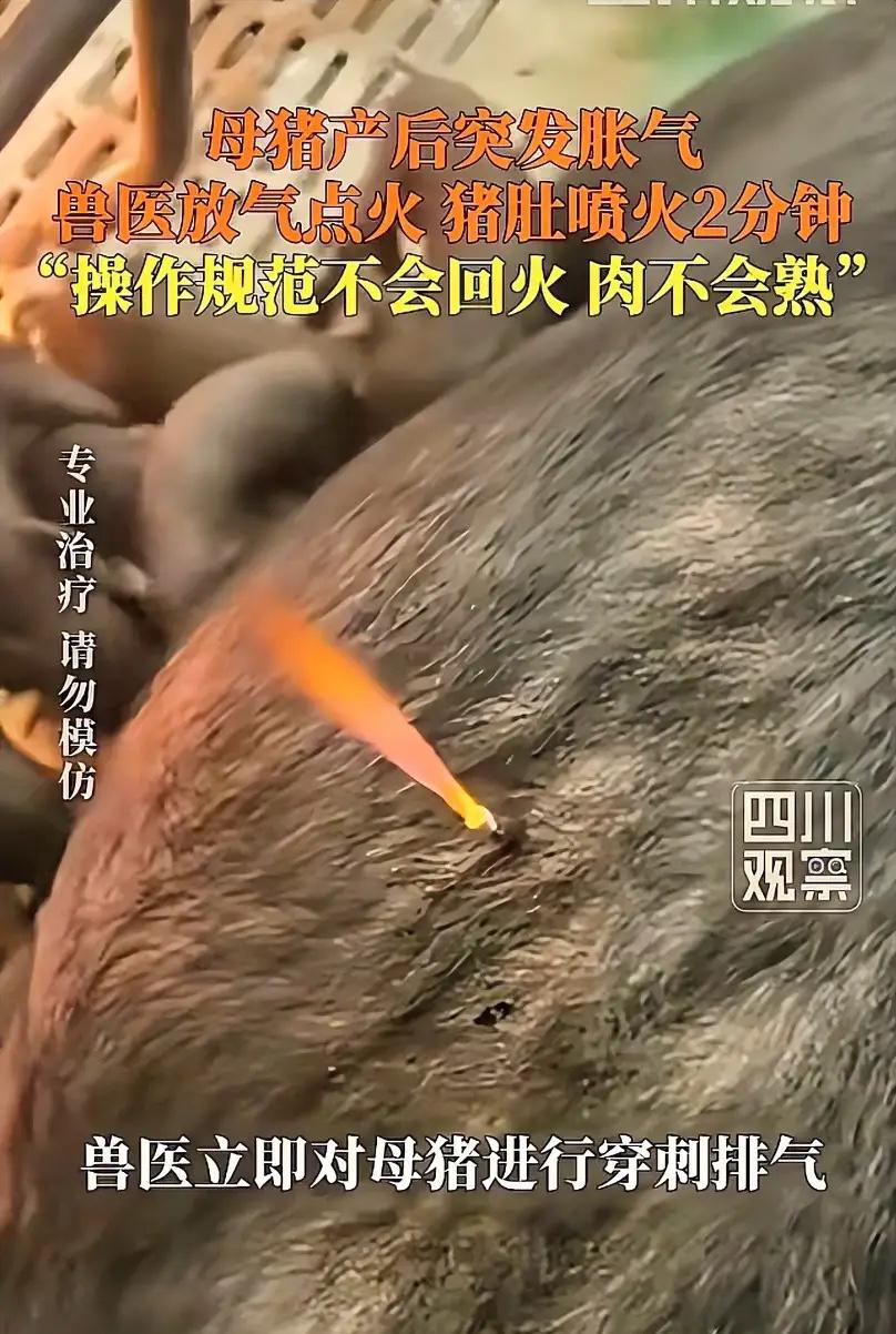 贵州安顺，一位养猪大哥拍了一段视频，他自己拍的时候都忍不住乐，后来却越拍越着急。