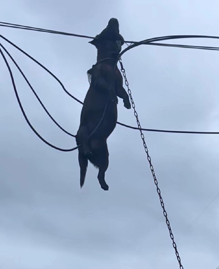 桦加沙威力巨大，狗飞上天，看好一点，台风吹的，这狗死也死的倒霉三种死法，到底是