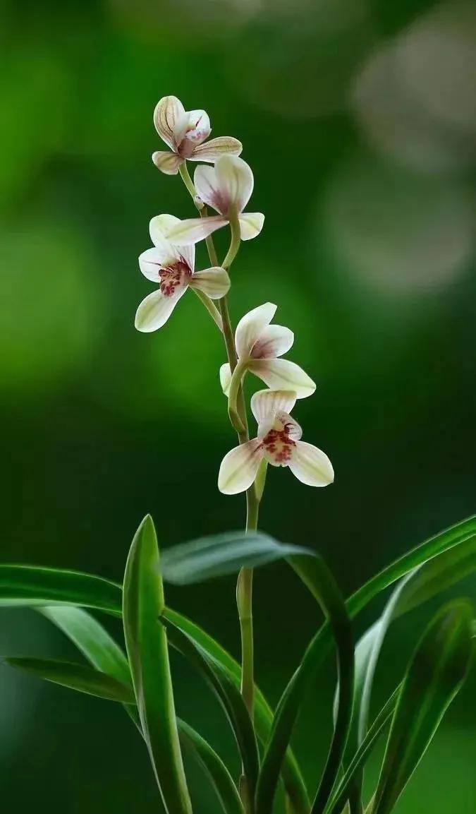 兰花真的是花卉界清新自然的代表。有次去朋友家，一进门就看到客厅茶几上一束绽放的兰