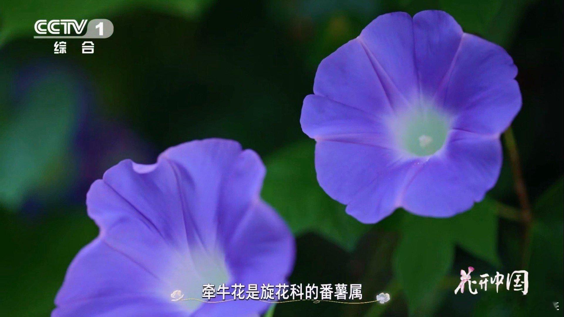 矮牵牛和牵牛花不是亲戚这种花竟和茄子是一家植物界的“名不副实”：矮牵牛（碧冬茄