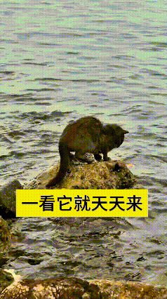 瞅这只流浪小黑猫，天天都跑到海边石头上蹲守抓鱼。它安安静静趴在礁石上，眼睛死死盯