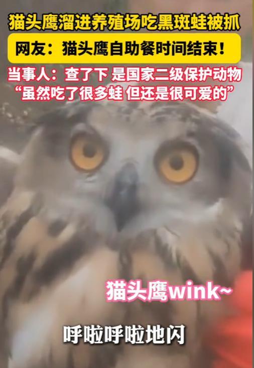 “防不胜防！”湖北，2025年5月，一猫头鹰潜入农户养殖场，偷吃黑斑蛙，结果，却