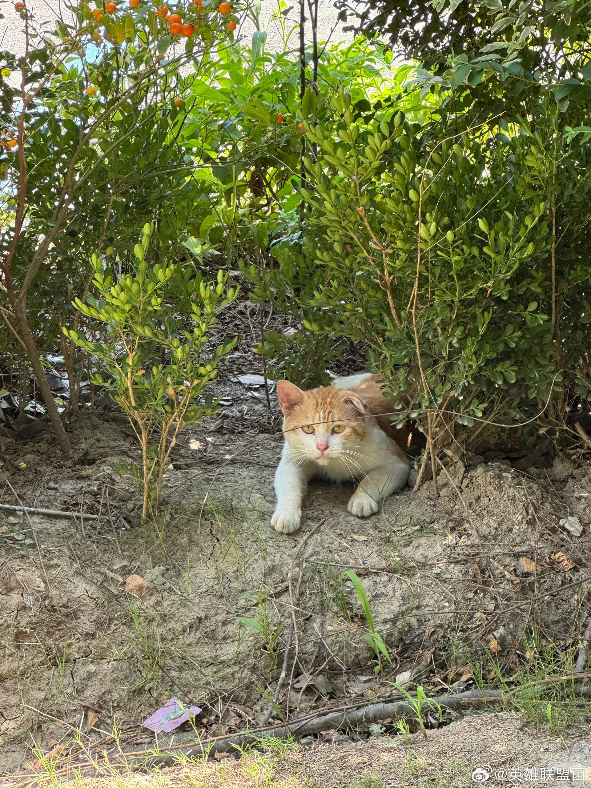 流浪猫这么可爱的流浪猫都没人要，你喊它，它会立马回应你​​​