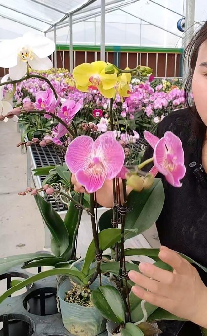 有些主播把人当傻子，599元的四件套，上错链接99卖，会有人买吗？无意刷到一