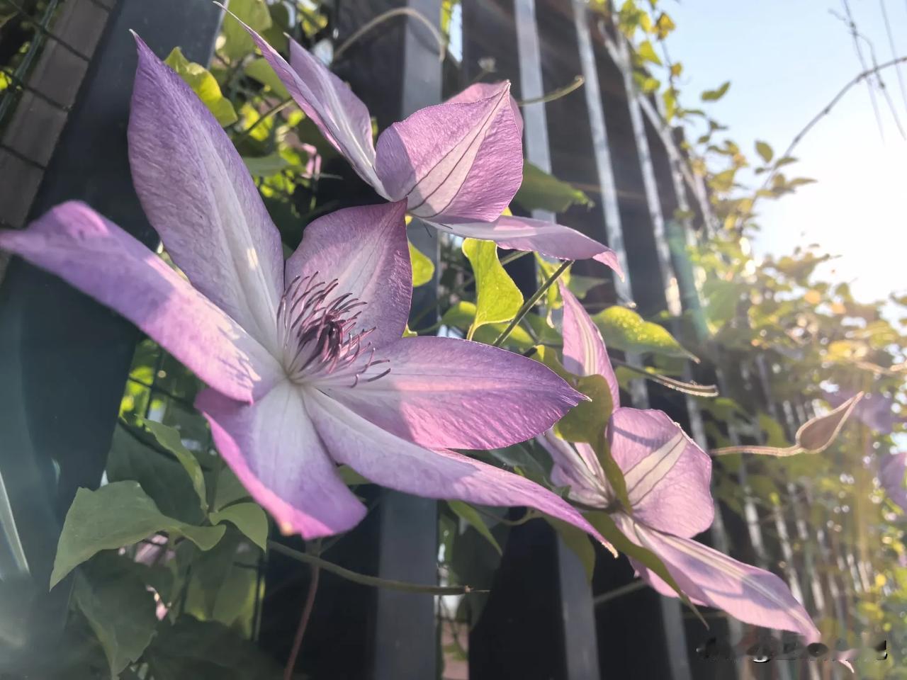 铁线莲开花了！分享一张随手拍来的最美的风景铁线莲