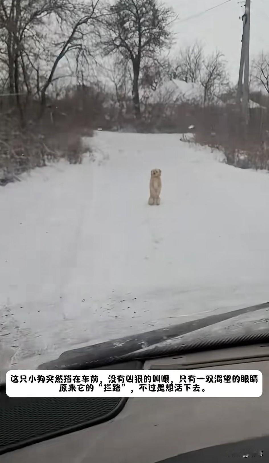 泪目了！冬天来了，大雪纷飞，到处都是白茫茫的一片，风景虽然很美，可对于流浪狗流浪
