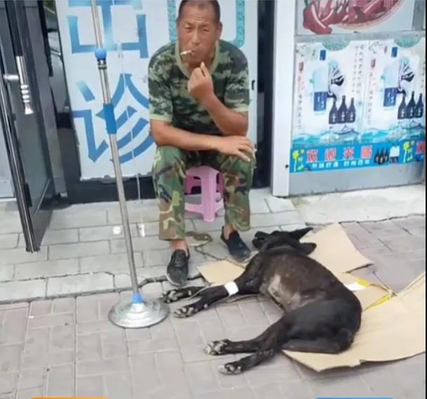 既然选择把它们带回家，就一定要负责到底！最近在吉林长春的街头有这么一幕……一位大