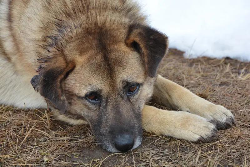 对狗随地在小区大小便,怎么看?狗随地大小便是正常的，这是动物的本性。但是养